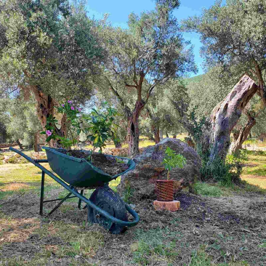 Coratina Cottage Ulcinj Ngoại thất bức ảnh
